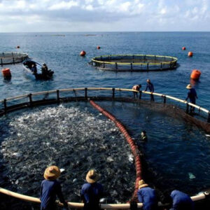 HDPE Fish Cage & RAS Pipe System