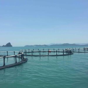 HDPE Fish Pond Pipe